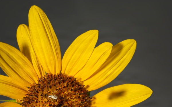 Bumble Bee on Sunflower