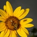 Bumble Bee on Sunflower