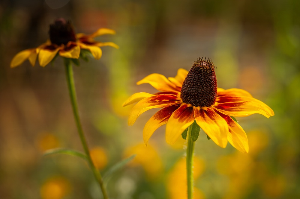 Black-eyed Susan Flower