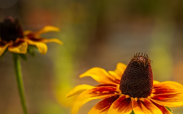 Black-eyed Susan Flower