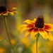 Black-eyed Susan Flower
