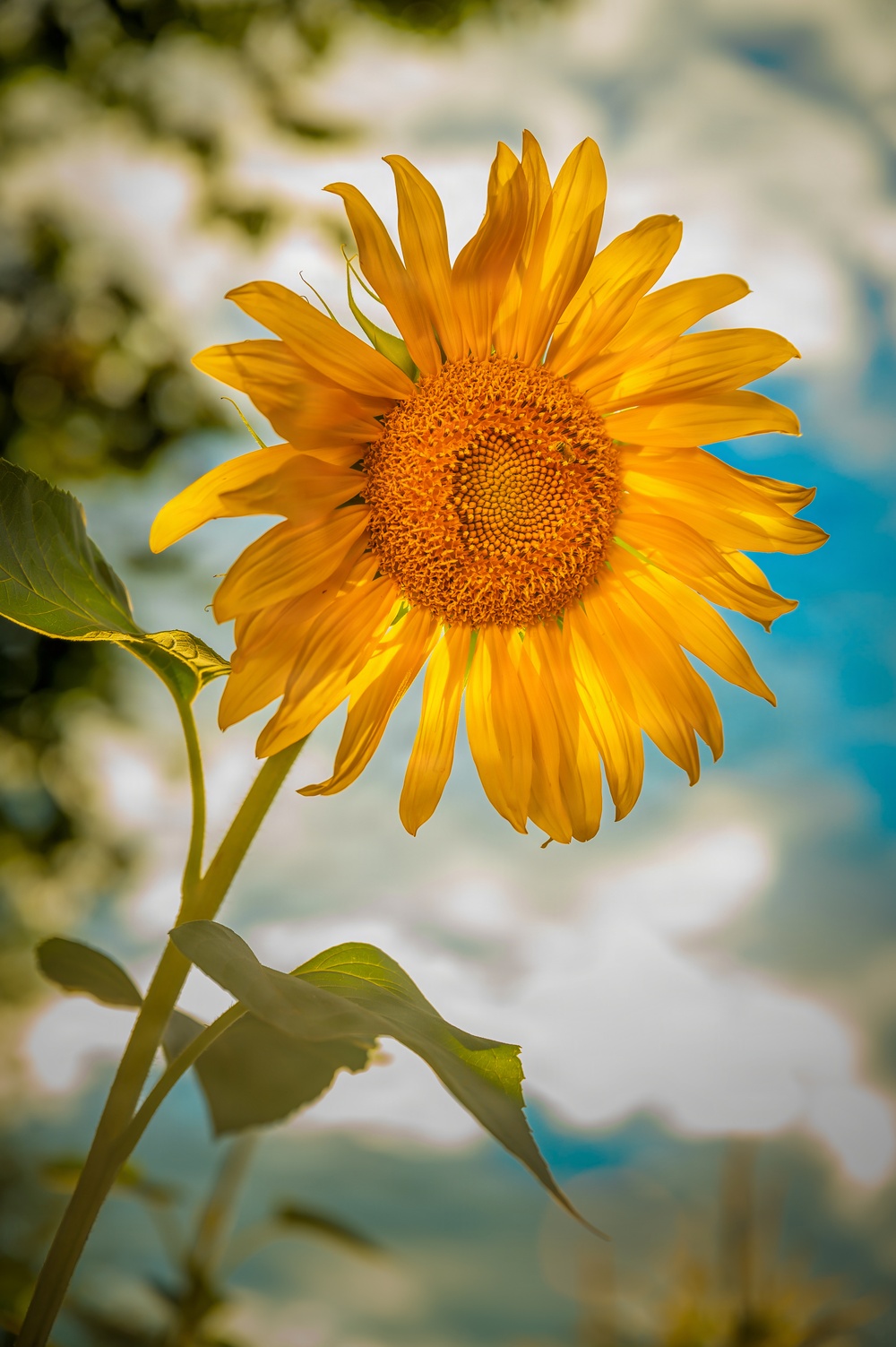 Bee on sunflower