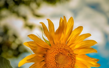 Bee on sunflower