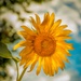 Bee on sunflower