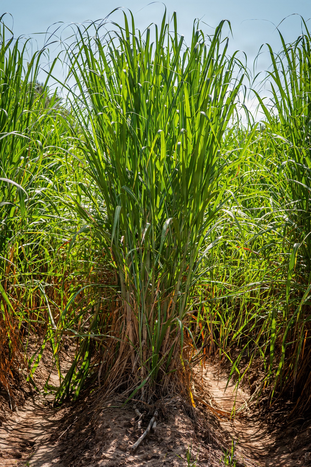 Sugarcane in Louisiana
