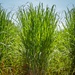 Sugarcane in Louisiana