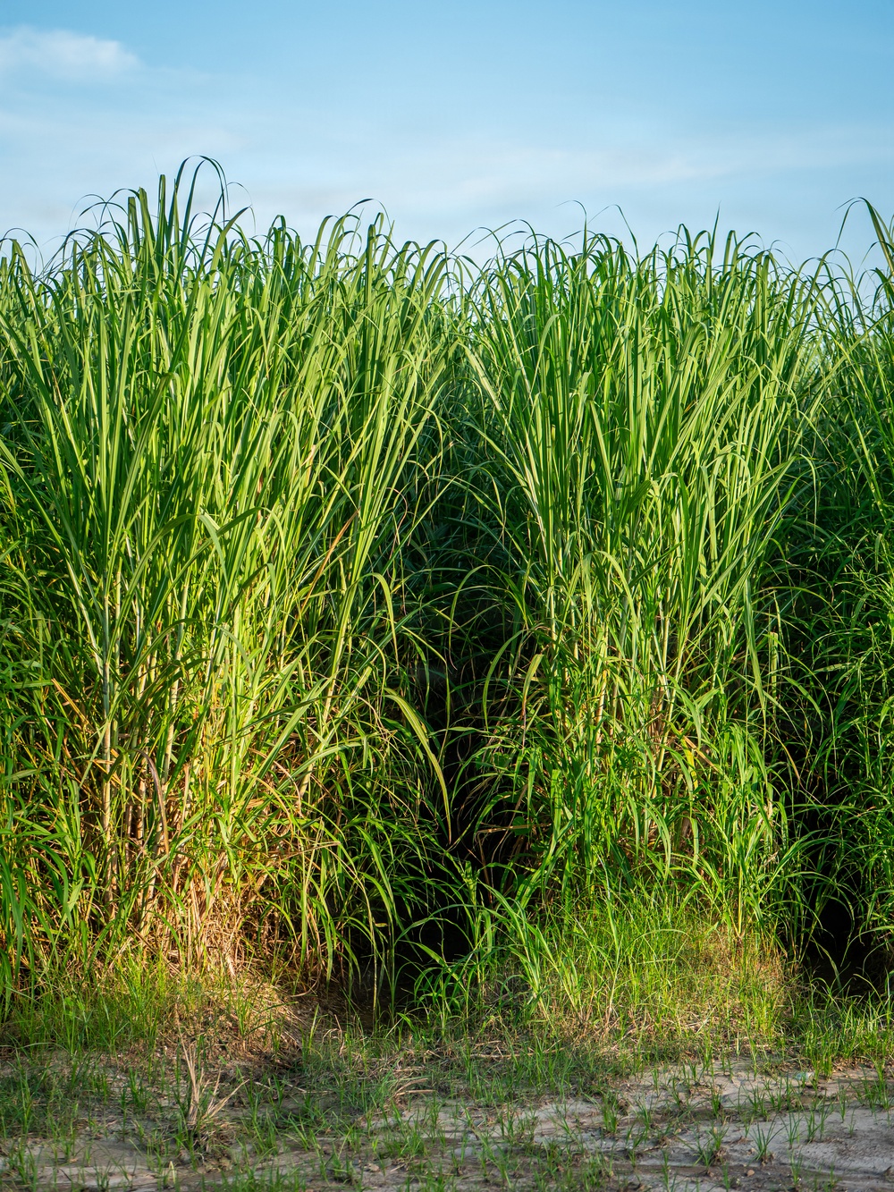 Sugarcane in Louisiana