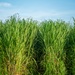 Sugarcane in Louisiana