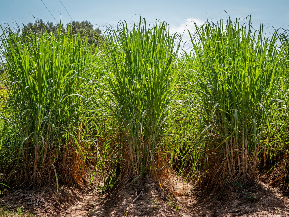 Sugarcane in Louisiana