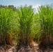 Sugarcane in Louisiana