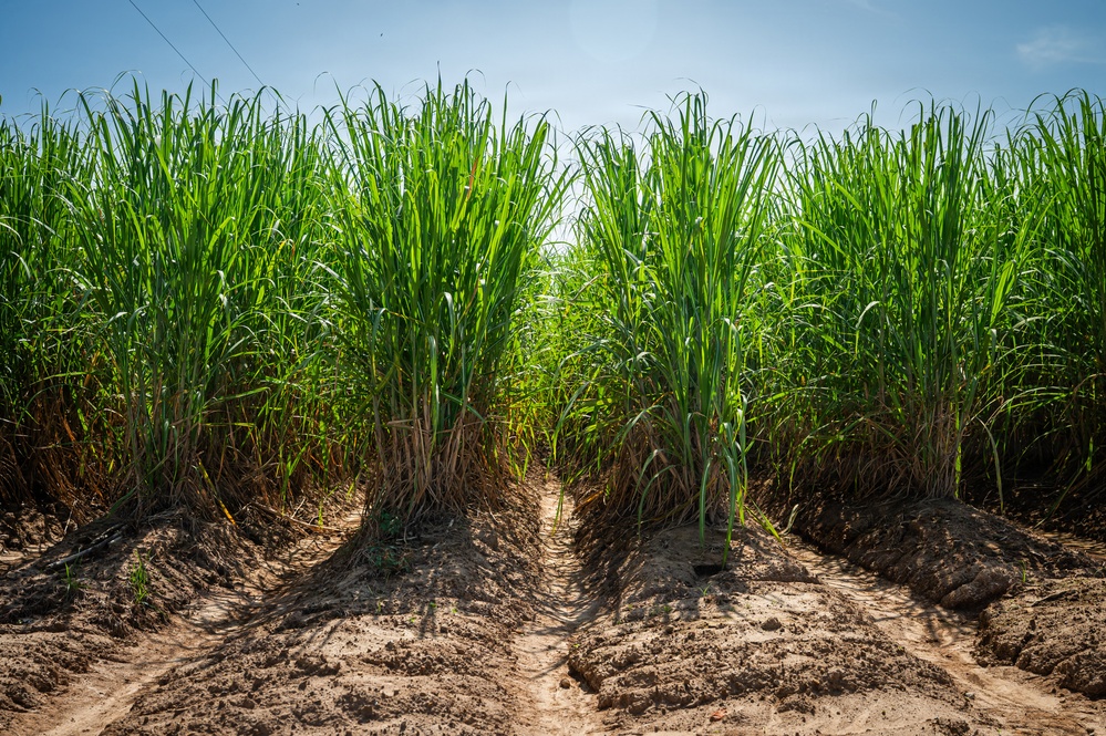 Sugarcane in Louisiana