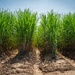Sugarcane in Louisiana