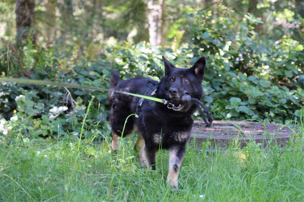 Military Working Dog Completes Training Exercise