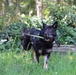 Military Working Dog Completes Training Exercise