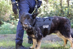 Military Working Dog Completes Training Exercise