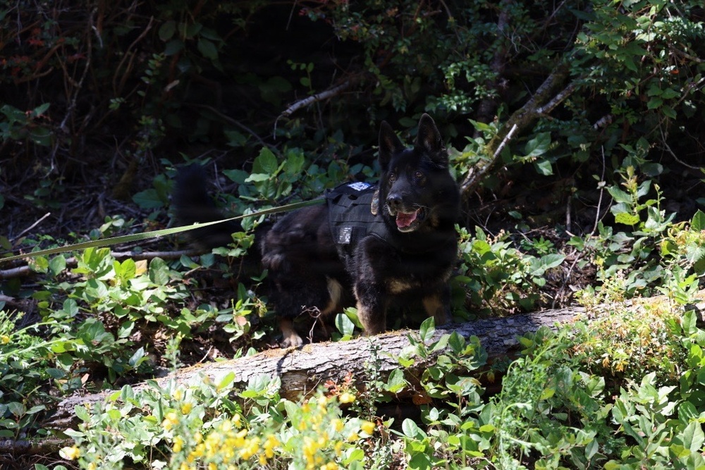Military Working Dog Completes Training Exercise