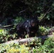 Military Working Dog Completes Training Exercise