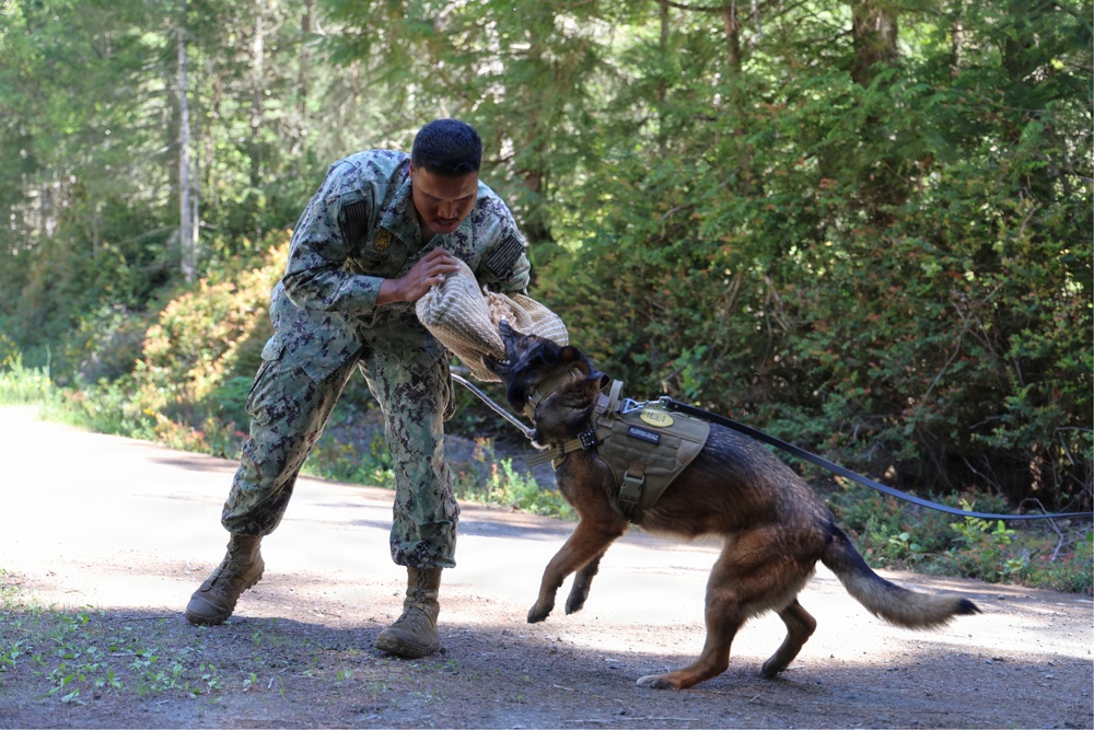 U.S. Navy Sailor Conducts Military Working Dog Training Exercise