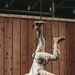 555th Engineer Brigade conducts Abel Crucible