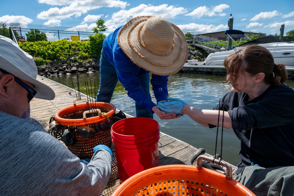 JBAB’s environmental team executes a freshwater mussel deployment in Potomac