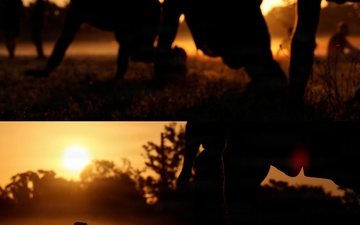 Service members conduct physical training exercises at sunset during early morning PT session