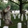 Flags In at Arlington National Cemetery 2026&amp;#x9;