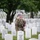 Flags In at Arlington National Cemetery 2026&amp;#x9;