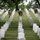 Flags In at Arlington National Cemetery 2026&amp;#x9;
