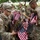Flags In at Arlington National Cemetery 2026&amp;#x9;