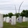 Flags In at Arlington National Cemetery 2026&amp;#x9;