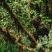 Western Strike integrates training for conventional and unconventional forces at JBLM
