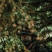 Western Strike integrates training for conventional and unconventional forces at JBLM
