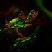USS Nimitz Rock Band Concert