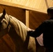 Mounted Color Guard Operations