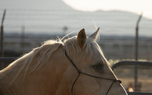 Mounted Color Guard Operations