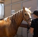 Mounted Color Guard Operations