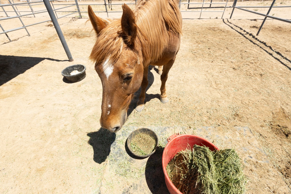 Mounted Color Guard Operations