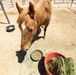 Mounted Color Guard Operations