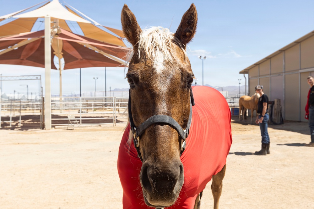 Mounted Color Guard Operations