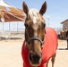 Mounted Color Guard Operations