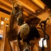 Mounted Color Guard Operations