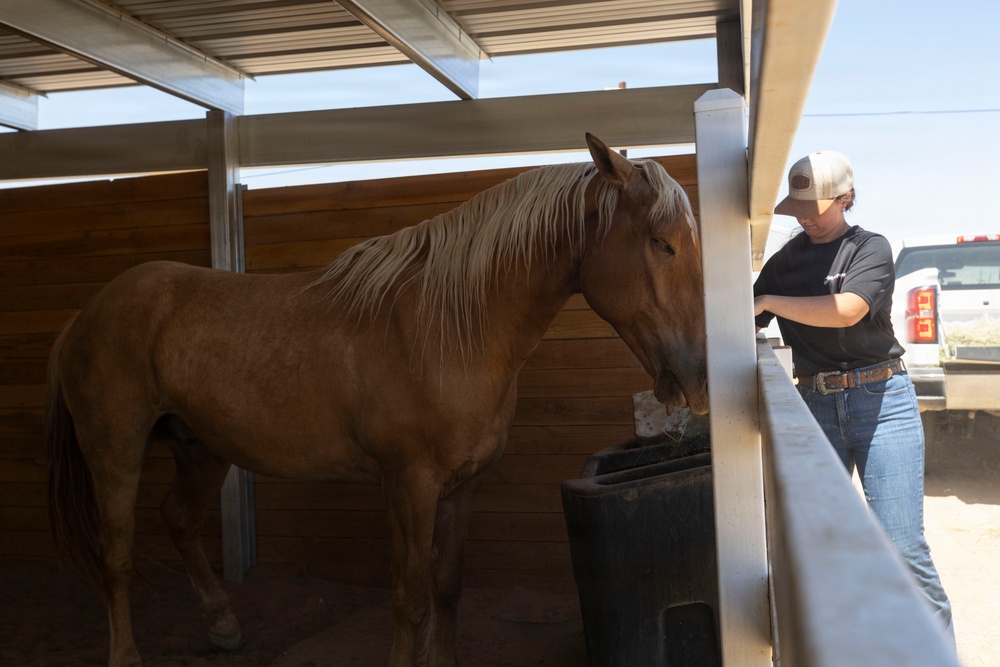 Mounted Color Guard Operations