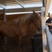 Mounted Color Guard Operations