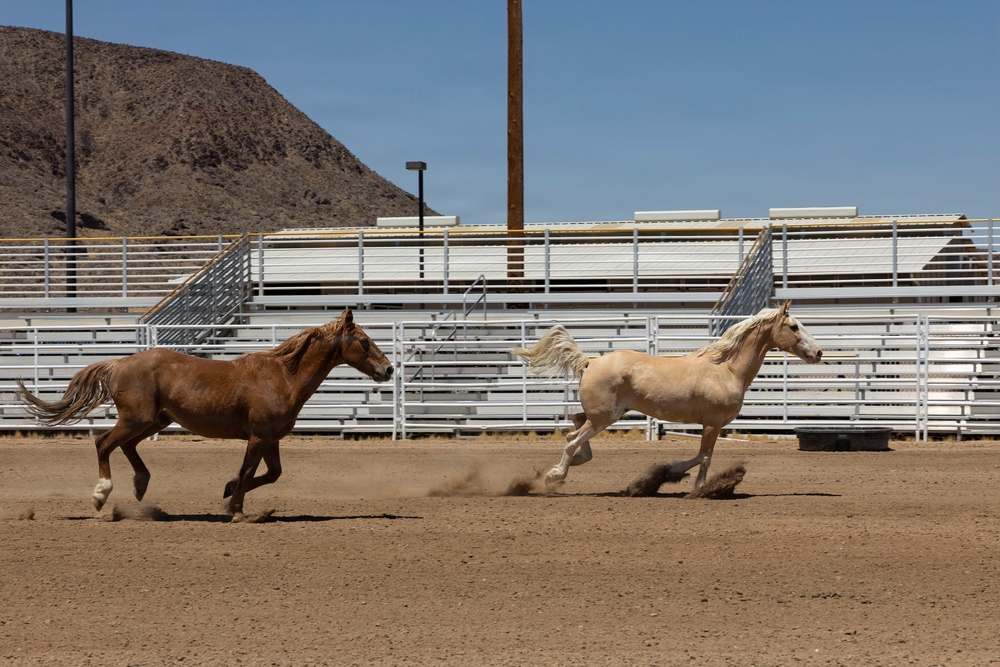 Mounted Color Guard Operations