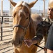 Mounted Color Guard Operations