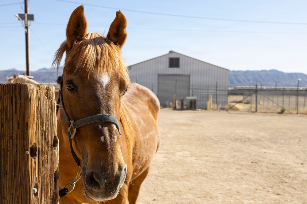 Mounted Color Guard Operations