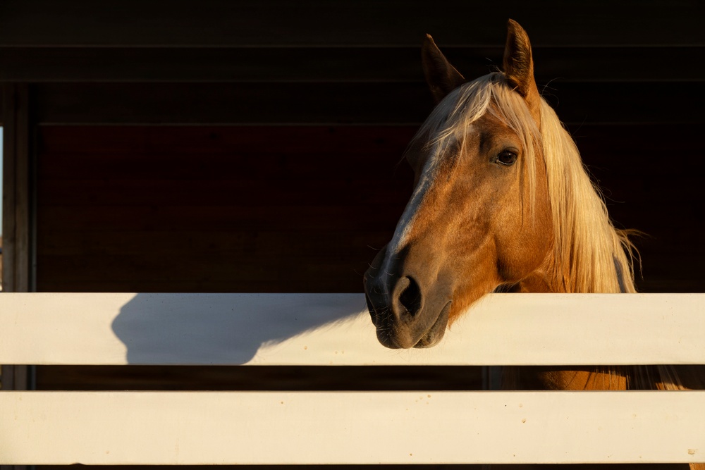 Mounted Color Guard Operations