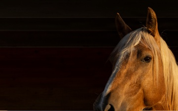 Mounted Color Guard Operations