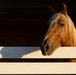 Mounted Color Guard Operations