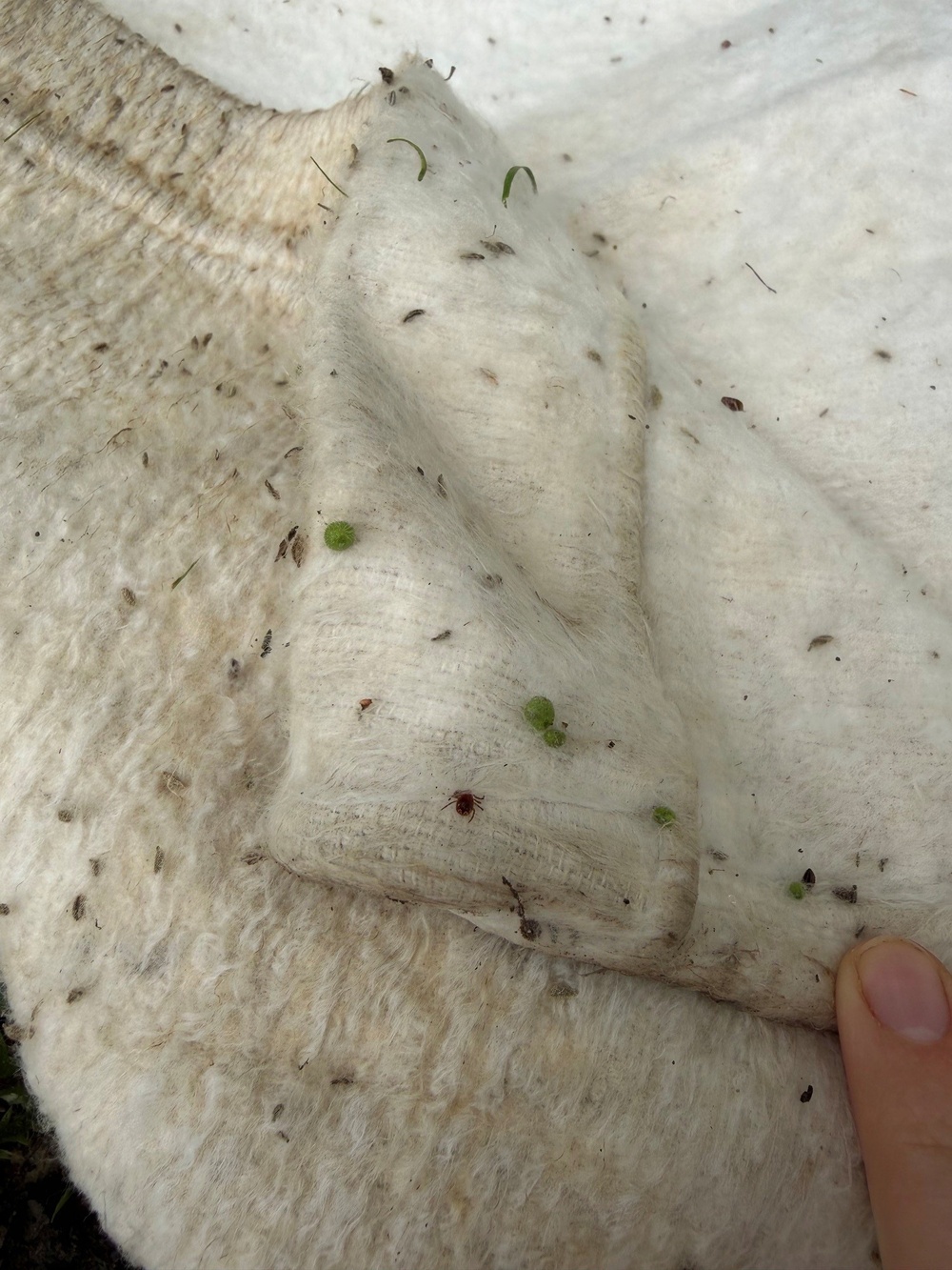 Munson Makes a Difference: Tick Surveillance